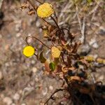 Cotula coronopifolia Habitus