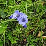 Anemone coronaria Habit