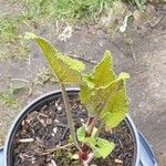 Phlomis tuberosaLeaf