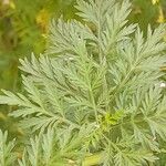 Artemisia annua Liść