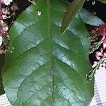 Gaultheria shallon Leaf