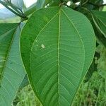 Bellucia grossularioides Leaf