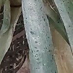 Aechmea distichantha Leaf