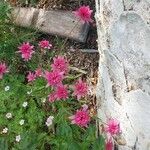 Crepis rubra Flor