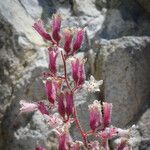 Heuchera caespitosa Habit