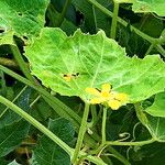 Luffa operculata Flower