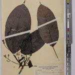 Dodecastigma uleanum Ravina