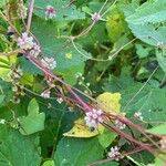 Cuscuta europaea Elinympäristö