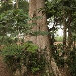 Baphia pubescens Συνήθη χαρακτηριστικά