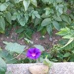 Ipomoea purpurea Blomma