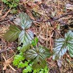 Rubus hispidus Yaprak