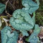 Cyclamen hederifoliumLeaf