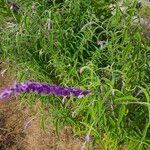 Salvia leucantha फूल