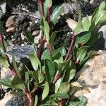 Salix retusa Habit