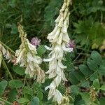 Hedysarum hedysaroides Flower