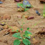 Cleome scaposa Folla