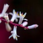 Cordyline fruticosa Flower