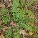 Polystichum acrostichoides ഇല