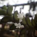 Angraecum aporoides Blomma