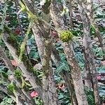 Viburnum dentatum 樹皮