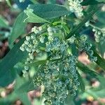 Chenopodium ficifolium Flower