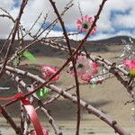 Rhododendron cerasinum Žiedas