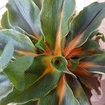 Chlorophytum orchidastrum Leaf