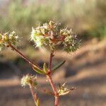 Chaetonychia cymosa Blüte