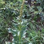 Chenopodium bonus-henricus Alkat (teljes növény)