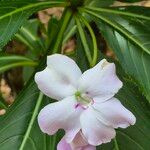 Impatiens sodeniiBlüte