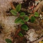Microgramma vacciniifolia Leht