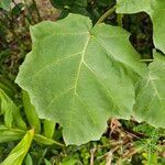 Solanum viarum Feuille