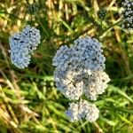 Achillea nobilisKwiat