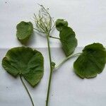 Cardamine asarifolia 葉