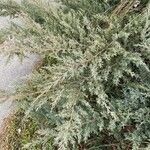 Juniperus scopulorum Hoja