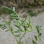 Astragalus hamosus Fuelha