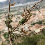 Teucrium flavum Natur