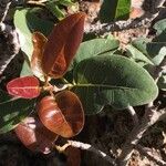 Ficus ingens Leaf