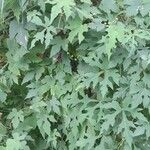 Ampelopsis aconitifolia Alkat (teljes növény)