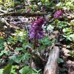 Corydalis cavaÕis