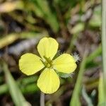 Coincya monensis Flower