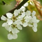 Pyrus pashia Blüte