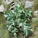 Carlina acanthifolia Blad