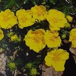 Potentilla crantzii 花