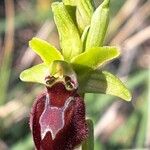 Ophrys arachnitiformis Çiçek