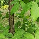 Acer triflorum Bark