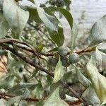 Elaeagnus commutata Hedelmä