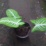 Caladium lindenii Yaprak