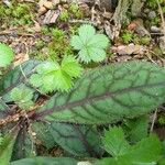 Hieracium venosum Liść