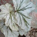 Begonia aconitifolia List